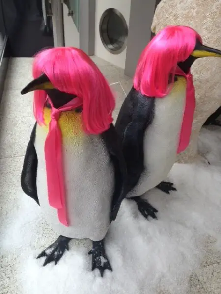 Pretty Penguins!